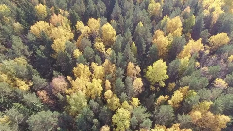 Autumn forest from above. 스톡 동영상 69925317