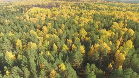 Autumn forest from above. 스톡 동영상 69925379