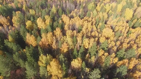Autumn forest from above. 스톡 동영상 69925404