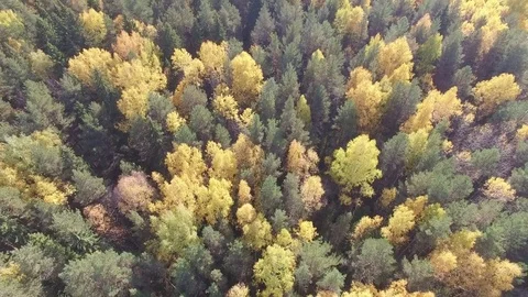 Autumn forest from above. 스톡 동영상 69925408