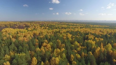 Autumn forest from above. 스톡 동영상 69925466