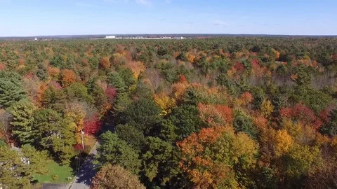 Autumn Forest from Above Stock Footage 97243615