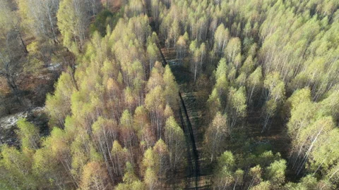 Autumn forest from above Stock Footage 220169887