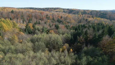Autumn Forest FROM ABOVE Stock Footage 321055146