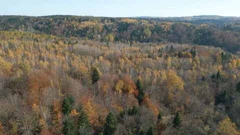 Autumn Forest FROM ABOVE Stock Footage 321055245