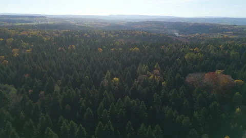 Autumn Forest FROM ABOVE Stock Footage 321056878