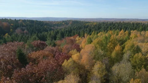 Autumn Forest FROM ABOVE Stock Footage 321056934