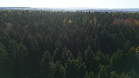 Autumn Forest FROM ABOVE Stock Footage 321057084