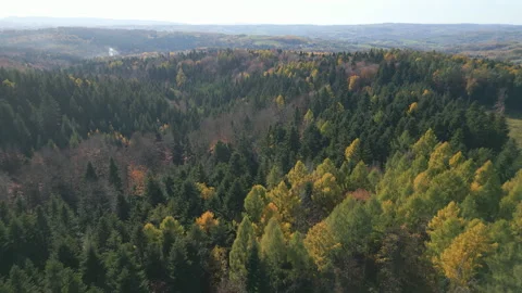 Autumn Forest FROM ABOVE Stock Footage 321057087