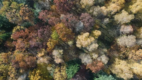 Autumn Forest FROM ABOVE Stock Footage 321057162