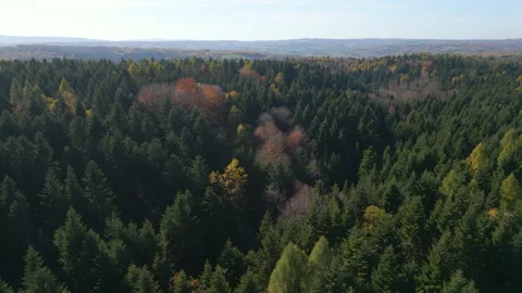 Autumn Forest FROM ABOVE Stock Footage 321057184