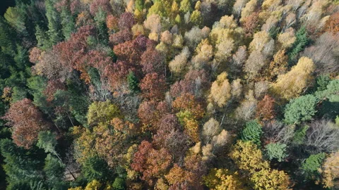 Autumn Forest FROM ABOVE Stock Footage 321057191