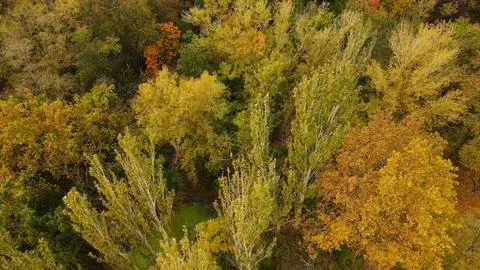 Autumn forest from above Foto stock