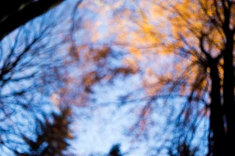 Autumn forest, abstract background Stock Photos