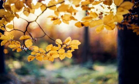 Autumn forest. Abstract background Stock Photos