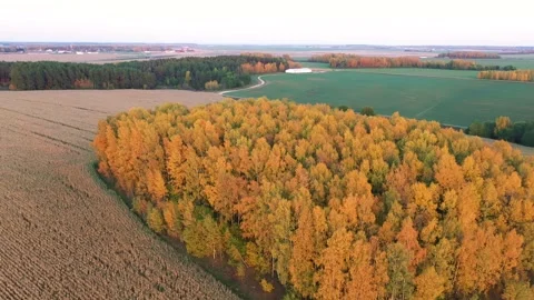 Autumn forest adjoining cornfield aerial view of changing seasons Stock-Footage 310062382