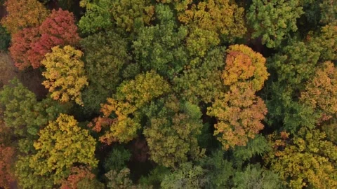 Autumn forest aerial drone view Stock Footage 249912911