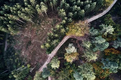 Autumn forest aerial drone view from above, dji Stock Photos