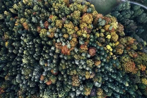 Autumn forest aerial drone view from above, dji Stock Photos