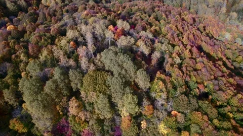 Autumn Forest Aerial Splendor Stock Footage 255800549