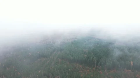 Autumn Forest Aerial Top Down View Zoom. Drone flies high over coluds. Stock Footage 169727294