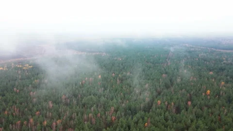 Autumn Forest Aerial Top Down View Zoom. Drone flies high over coluds. Stock Footage 169727320