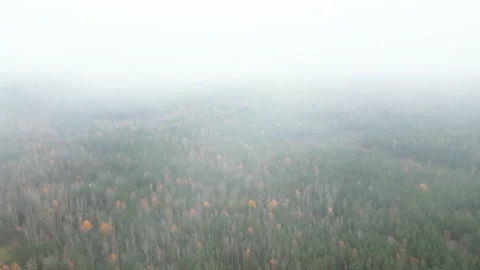 Autumn Forest Aerial Top Down View Zoom. Drone flies high over coluds. Stock Footage 169727353