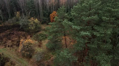 Autumn Forest Aerial Top Down View Zoom Landing. Drone flies high over coluds. Stockbeeldmateriaal 169727381