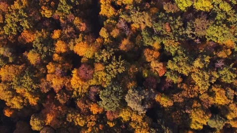 Autumn forest aerial view background taken in Kyiv, Ukraine Stock Footage 209362165