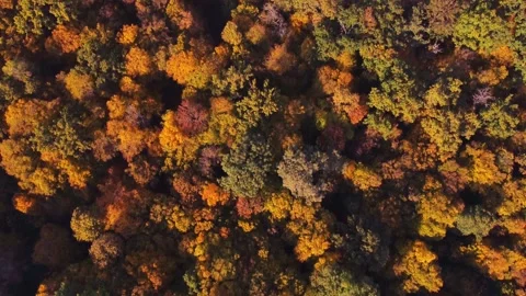 Autumn forest aerial view background taken in Kyiv, Ukraine Stock Footage 209362243