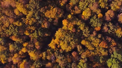 Autumn forest aerial view background taken in Kyiv, Ukraine Stock Footage 209362497