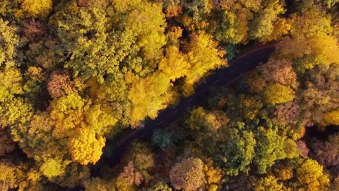 Autumn forest aerial view background taken in Kyiv, Ukraine Stock Footage 209362814