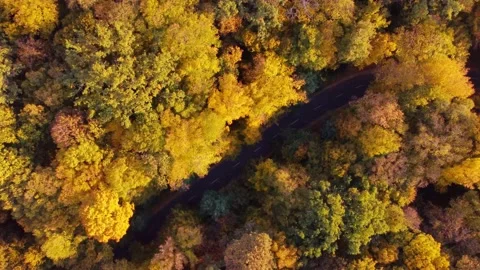 Autumn forest aerial view background taken in Kyiv, Ukraine Stock Footage 209362889