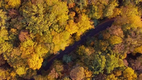 Autumn forest aerial view background taken in Kyiv, Ukraine Stock Footage 209363269