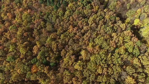 Autumn forest aerial view Stock Footage 87478100