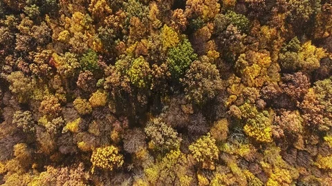 Autumn forest aerial view Video stock 87482168
