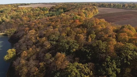 Autumn forest aerial view Stock Footage 87837072