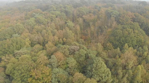 Autumn forest aerial view Stock Footage