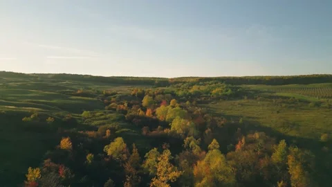 Autumn forest aerial view Stock Footage 238596133