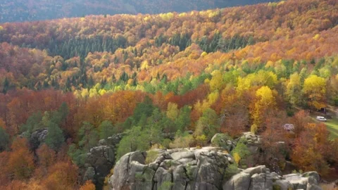 Autumn forest aerial view Stock Footage 252847341