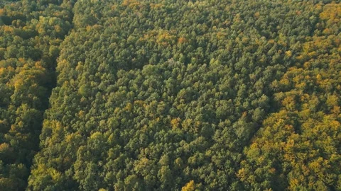 Autumn forest aerial view Stock Footage 285960554