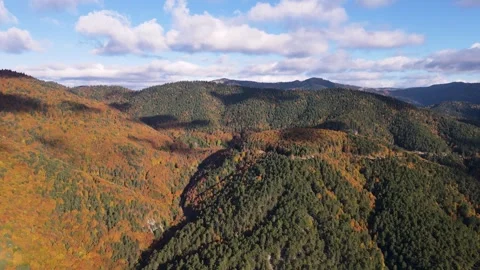 Autumn Forest And Cloudy Blue Sky Stock Footage 331660579