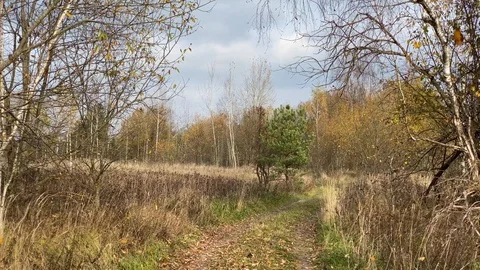 Autumn in the forest and field Stock Footage 118577780
