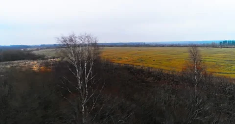 Autumn forest and fields from quadrocopter Stock Footage 169417834