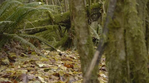 Autumn forest and leafs Stock Footage 10609306