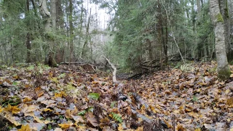 Autumn in the forest and light snow 4K Stock-Footage 290228918