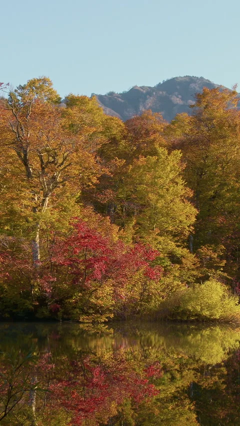 Autumn Forest and Mountain Reflected in Pond Vertical Video Vidéo 346062013