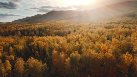 Autumn forest and mountains at sunset. Stock Footage 219314581