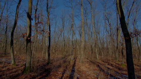 Autumn forest and moving tree shadows, 4K forest timelapse Stock Footage 45886435