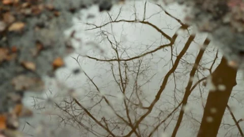 Autumn Forest and Puddle Reflection Stock Footage 301572802